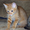 Рыжий котенок огонёк ищет дом - Изображение #3, Объявление #1576042