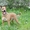 Элис удивительная собака с яркой внешностью ищет дом - Изображение #1, Объявление #1581105