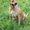 Элис удивительная собака с яркой внешностью ищет дом - Изображение #3, Объявление #1581105