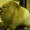 Стрижки собак и кошек в зоосалоне "Любимец" на дому - Изображение #2, Объявление #1610449