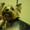 Стрижки собак и кошек в зоосалоне "Любимец" на дому - Изображение #4, Объявление #1610449