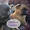 Щенки пти-брабансона - Изображение #2, Объявление #1660576