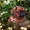 Щенки пти-брабансона - Изображение #3, Объявление #1660576