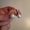 Серьги из серебра 925 с жемчугом - Изображение #2, Объявление #1680663