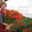 Тюльпаны-выгонка к 8 Марта,14 февраля - Изображение #3, Объявление #1363646
