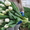 Тюльпаны от производителя к 8 марта - Изображение #7, Объявление #1198674