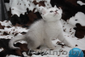 Британские  котята шиншилла-серебро от производителя из Снежного Барса - Изображение #1, Объявление #815689