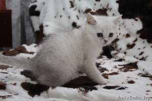 Британские  котята шиншилла-серебро от производителя из Снежного Барса - Изображение #2, Объявление #815689