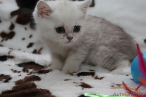 Британские  котята шиншилла-серебро от производителя из Снежного Барса - Изображение #6, Объявление #815689