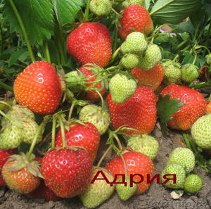 Урожайные сорта клубники -почтой Беларуси - Изображение #2, Объявление #1297513