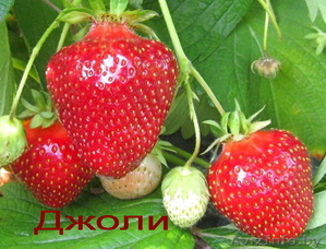 Урожайные сорта клубники -почтой Беларуси - Изображение #1, Объявление #1297513