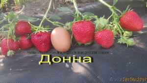 Урожайные сорта клубники -почтой Беларуси - Изображение #8, Объявление #1297513