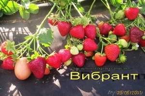 Урожайные сорта клубники -почтой Беларуси - Изображение #6, Объявление #1297513