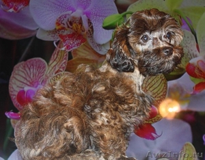 Петербургская орхидея, щенки - Изображение #3, Объявление #21454