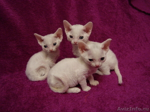 белоснежные котята породы девон-рекс - Изображение #1, Объявление #20815