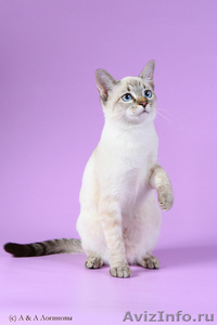Тайские котята продаются - Изображение #1, Объявление #28194