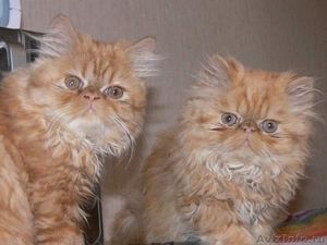 персидские котята красный мрамор - Изображение #1, Объявление #35087