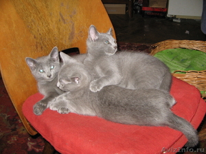 Котята породы русская голубая плановые - Изображение #1, Объявление #39893