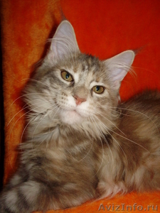 Мейн кун-ские коты-необычайной красоты - Изображение #2, Объявление #39458