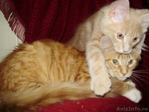 Мейн кун-ские коты-необычайной красоты - Изображение #3, Объявление #39458