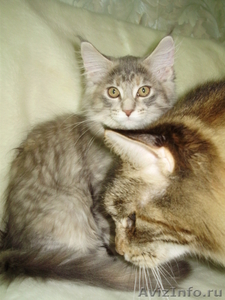 Мейн кун-ские коты-необычайной красоты - Изображение #5, Объявление #39458