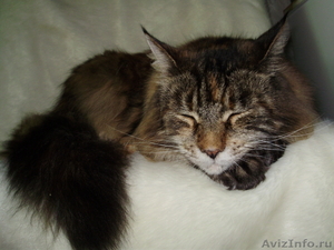 Мейн кун-ские коты-необычайной красоты - Изображение #4, Объявление #39458