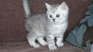 Британские котята  редкого окраса серебристый затушеванный - Изображение #3, Объявление #51387
