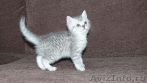 Британские котята  редкого окраса серебристый затушеванный - Изображение #2, Объявление #51387