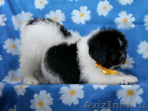 Щенок ньюфаундленда – роскошная бело-черная девочка! - Изображение #3, Объявление #45620