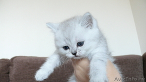 Британские котята  редкого окраса серебристый затушеванный - Изображение #1, Объявление #51387