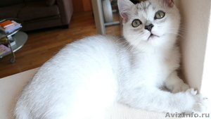 Британские котята  редкого окраса серебристый затушеванный - Изображение #4, Объявление #51387