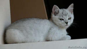 Британские котята  редкого окраса серебристый затушеванный - Изображение #5, Объявление #51387