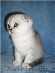 скоттиш-фолд котята редких окрасов - Изображение #1, Объявление #72742