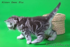 Продажа шотландских котят от титулованных родителей!!! - Изображение #2, Объявление #70625