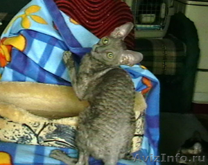Корниш рекс - элитный котенок - Изображение #1, Объявление #82246