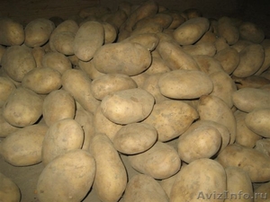 Недорогой картофель, лук из Голландии - Изображение #1, Объявление #110964