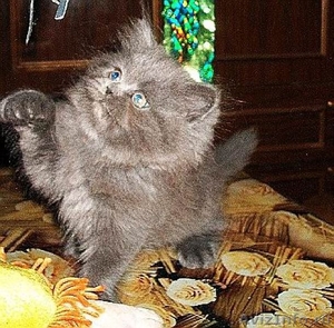 Котенок-темно-голубой(серый) персик - Изображение #4, Объявление #109939