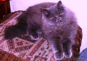 Котенок-темно-голубой(серый) персик - Изображение #5, Объявление #109939