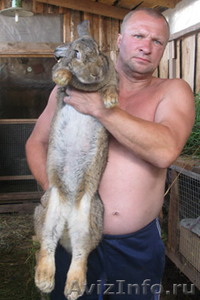 Продам крольчат породы фландр - Изображение #1, Объявление #129642