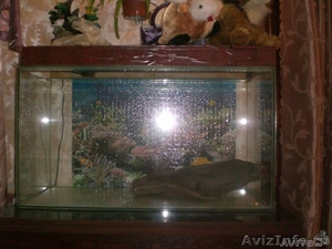 Продам видовой аквариум - Изображение #2, Объявление #140523