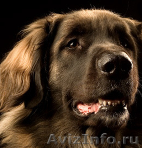 Мясо для собак c доставкой по Санкт-Петербургу и ЛО - Изображение #1, Объявление #183270