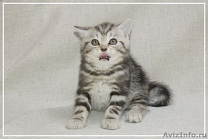 Шотландские котята редкого очень красивого окраса - Изображение #1, Объявление #183203