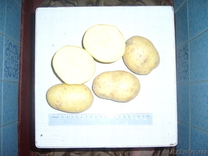  реалезуем  картофель - Изображение #1, Объявление #200162