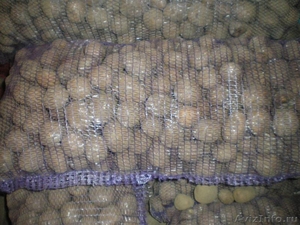 Семена семенной картофель производство 2010 Лен. Обл. и Голландия. - Изображение #2, Объявление #210987