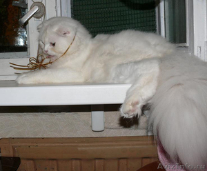 вислоухий кот для вязки - Изображение #2, Объявление #85698