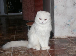 вислоухий кот для вязки - Изображение #3, Объявление #85698