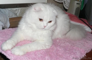 вислоухий кот для вязки - Изображение #4, Объявление #85698