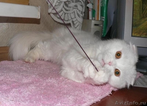 вислоухий кот для вязки - Изображение #5, Объявление #85698