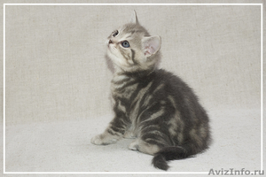 Замечательные шотландские котята - Изображение #3, Объявление #188005