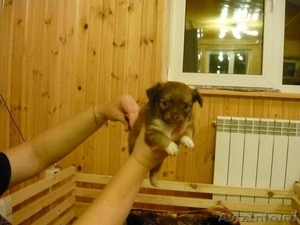 Продается щенок чихуахуа - Изображение #1, Объявление #201298